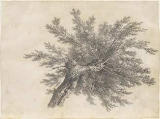 KOLBE, Carl Wilhelm: tree study KOLBE, Carl Wilhelm: tree study