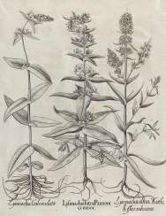 Lysimachia. Lysimachia.