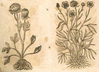 Tabernaemontanus, J.T. Tabernaemontanus, J.T.