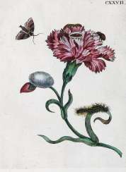 Merian, Maria Sibylla. Merian, Maria Sibylla.