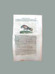 Kite. Conrad Gesner Kite. Conrad Gesner