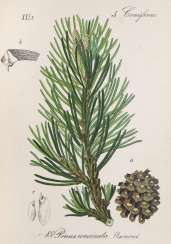 Schlechtendal, D. F. L. v. u. E. Schenk. Schlechtendal, D. F. L. v. u. E. Schenk.