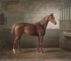 Horse portrait of a Fox in the stable Horse portrait of a Fox in the stable