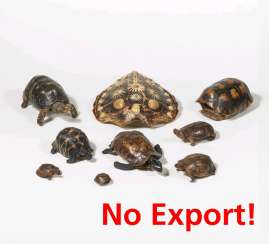 Four turtle shells and five preparations from turtles Four turtle shells and five preparations from turtles