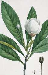 Michaux, F.A. Michaux, F.A.