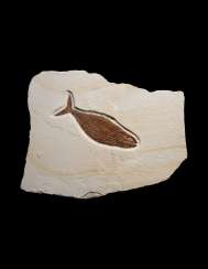 A FOSSIL FISH A FOSSIL FISH