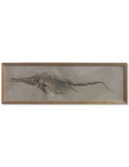 AN HISTORIC FOSSIL ICHTHYOSAUR AN HISTORIC FOSSIL ICHTHYOSAUR