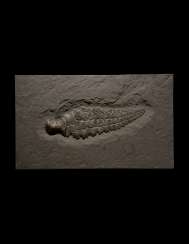 A FOSSIL ICHTHYOSAUR FIN A FOSSIL ICHTHYOSAUR FIN