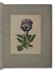 Pansies Pansies