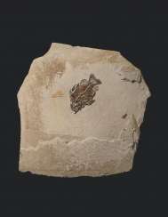 A LARGE FOSSIL FISH PLAQUE A LARGE FOSSIL FISH PLAQUE
