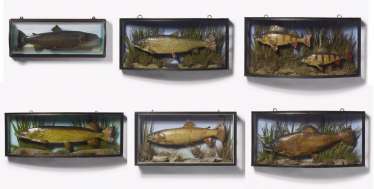 Six fish preparations in panorama boxes Six fish preparations in panorama boxes