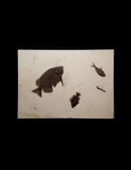 A FOSSIL PLAQUE DISPLAYING A TRIO OF FISH A FOSSIL PLAQUE DISPLAYING A TRIO OF FISH