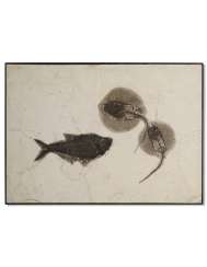 A LARGE FOSSIL PLAQUE WITH MATING STINGRAY SPECIMENS A LARGE FOSSIL PLAQUE WITH MATING STINGRAY SPECIMENS
