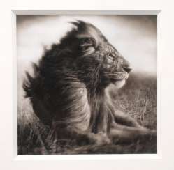 Photography Nick Brandt Photography Nick Brandt