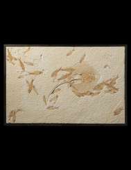 A LARGE FOSSIL PLAQUE OF AN AQUATIC SCENE WITH STINGRAY AND FISH SPECIMENS A LARGE FOSSIL PLAQUE OF AN AQUATIC SCENE WITH STINGRAY AND FISH SPECIMENS