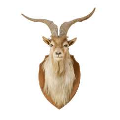 HUNTING TROPHY HUNTING TROPHY