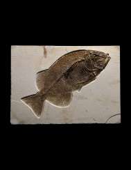 A LARGE FOSSIL FISH A LARGE FOSSIL FISH