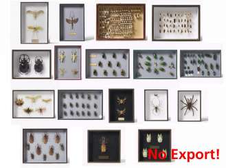 17 entomological boxes with beetles, other insects and spiders 17 entomological boxes with beetles, other insects and spiders