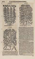 Tabernaemontanus JT Tabernaemontanus JT
