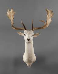 Fallow Deer Albino Fallow Deer Albino