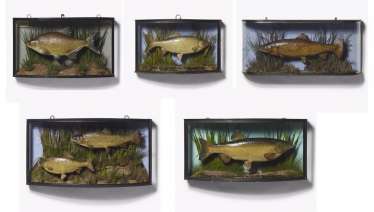 Five panorama showcases with fish Five panorama showcases with fish