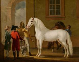 Gray stallion, kept by the stable boy Gray stallion, kept by the stable boy