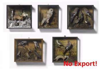 Five boxes of native birds and mammals Five boxes of native birds and mammals