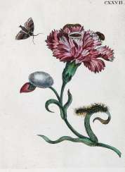 Merian, Maria Sibylla. Merian, Maria Sibylla.