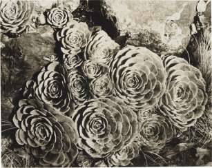 IMOGEN CUNNINGHAM (1883–1976) IMOGEN CUNNINGHAM (1883–1976)
