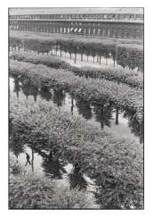 HENRI CARTIER–BRESSON (1908–2004) HENRI CARTIER–BRESSON (1908–2004)