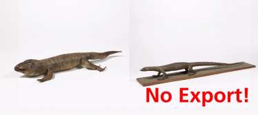 Two different monitor lizards Two different monitor lizards
