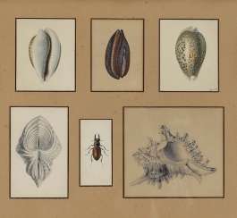 Unknown-clams and stag beetles, 19th century Unknown-clams and stag beetles, 19th century