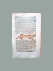 Marten. Conrad Gesner Marten. Conrad Gesner