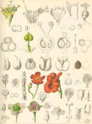 Schnizlein, A. Schnizlein, A.