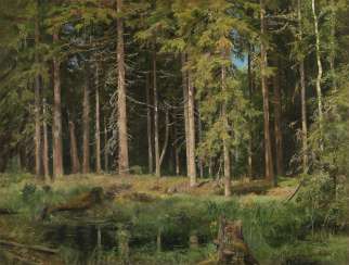 Kiefernwald Kiefernwald