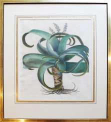 Jardin Eystettensis Jardin Eystettensis