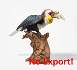 Male hornbill Male hornbill