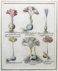 Jardin Eystettensis Jardin Eystettensis