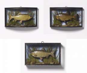 Three panorama boxes with fish Three panorama boxes with fish