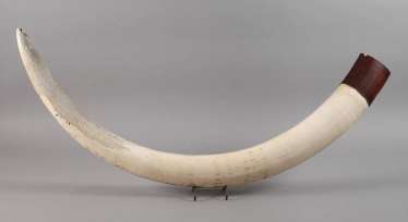 Ivory Tusk Ivory Tusk
