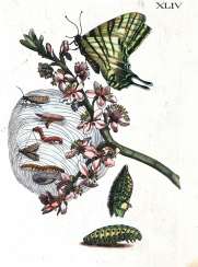 Merian, Maria Sibylla. Merian, Maria Sibylla.