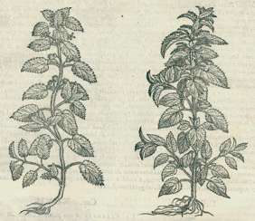(Matthiolus, PA (Matthiolus, PA