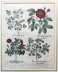 Jardin Eystettensis Jardin Eystettensis