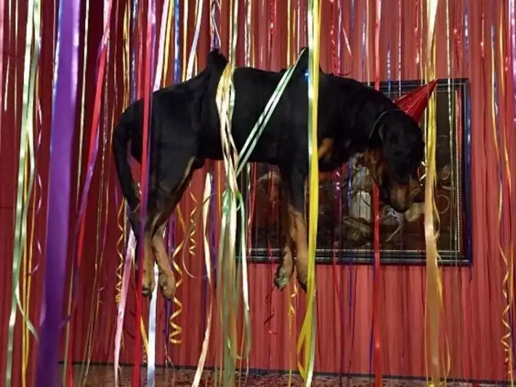 Скандальная выставка Фабра в Эрмитаже