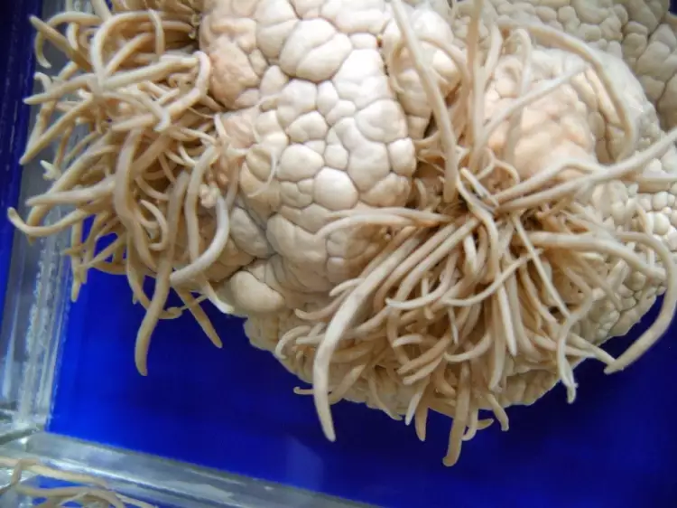 Музей паразитологии. Мозг дельфина, зараженный паразитами