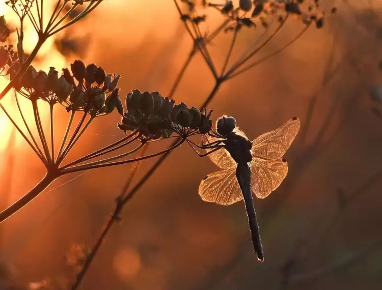 Макрофотография. Вячеслав Мищенко. Фотография «В золоте»