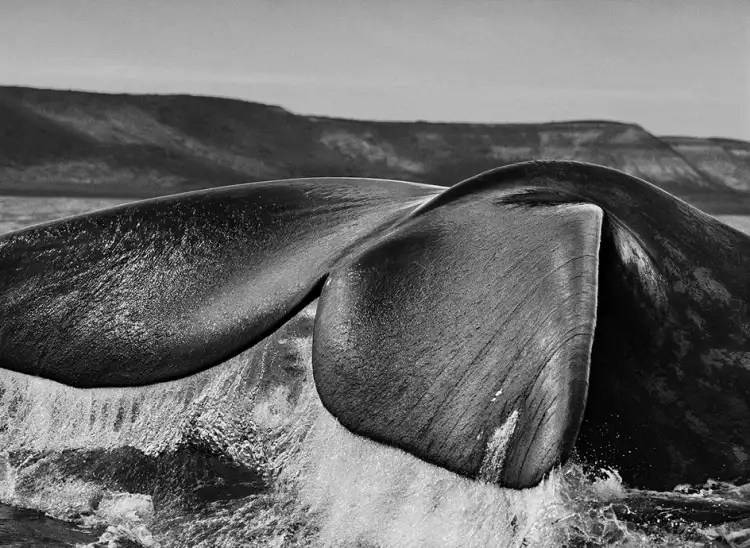 Top 10 most famous photographers. Sebastião Salgado. Eubalaena australis off the Valdes Peninsula, 2004