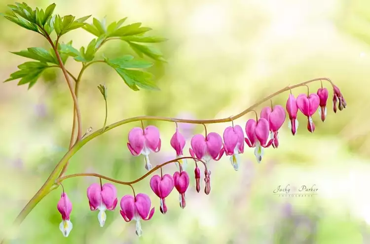 Макрофотография. Джеки Паркер. Фотография «Дицентра»