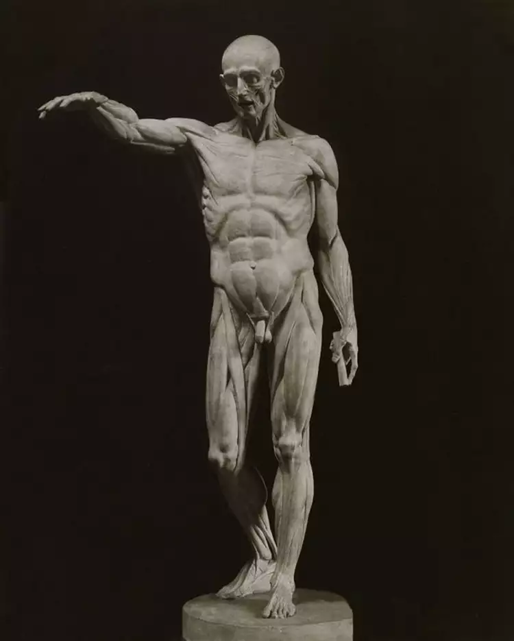 Жан-Антуан Гудон. Скульптура «Экорше», 1767