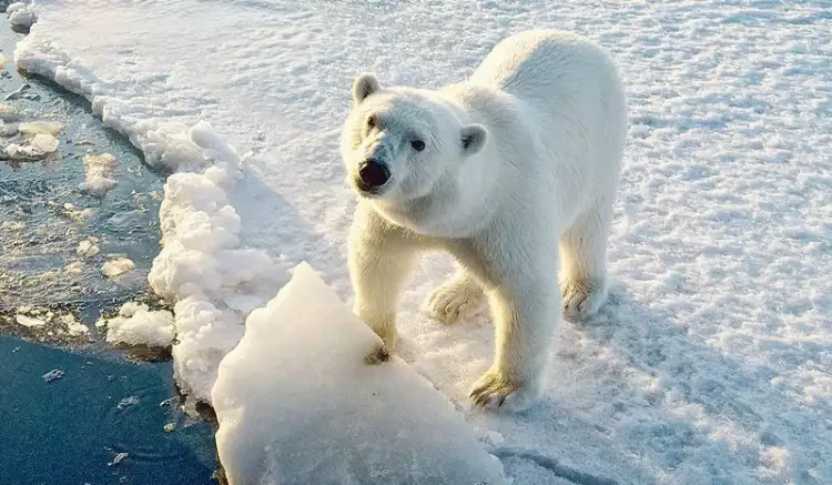 Тим Флэк. Неестественный отбор